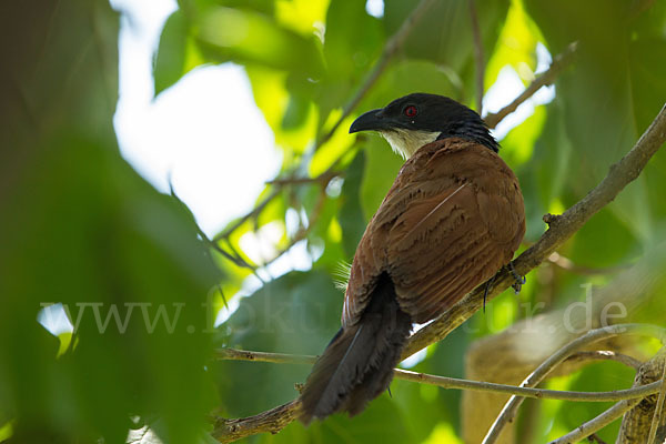 Mönchskuckuck (Centropus monachus)