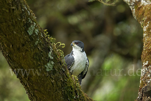 Mohrenhabicht (Accipiter melanoleucus)