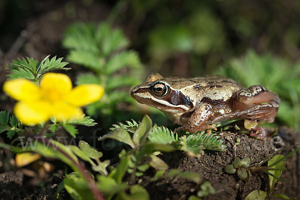 Moorfrosch (Rana arvalis)