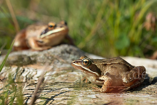 Moorfrosch (Rana arvalis)