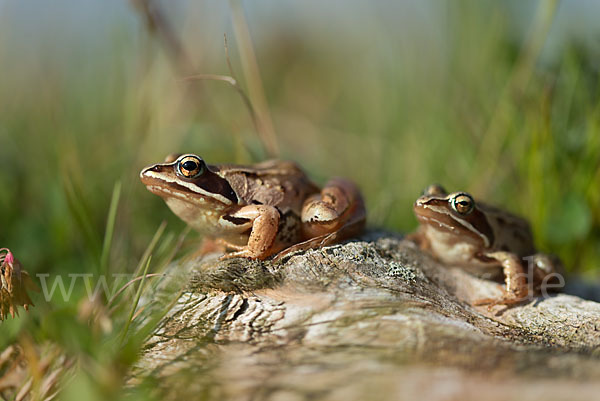 Moorfrosch (Rana arvalis)