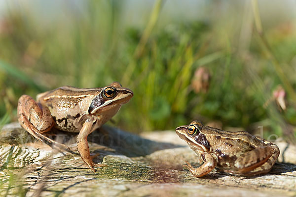 Moorfrosch (Rana arvalis)