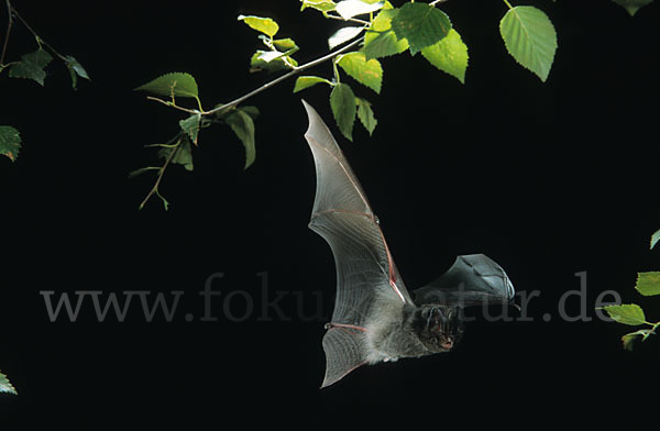 Mopsfledermaus (Barbastella barbastellus)