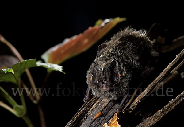 Mopsfledermaus (Barbastella barbastellus)