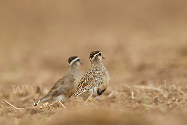 Mornellregenpfeifer (Charadrius morinellus)