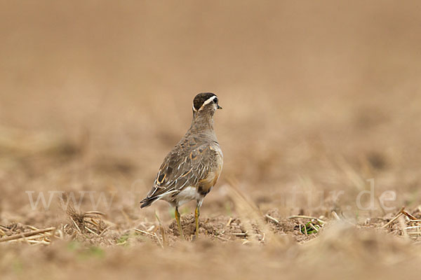 Mornellregenpfeifer (Charadrius morinellus)