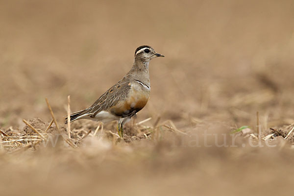 Mornellregenpfeifer (Charadrius morinellus)