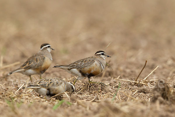 Mornellregenpfeifer (Charadrius morinellus)