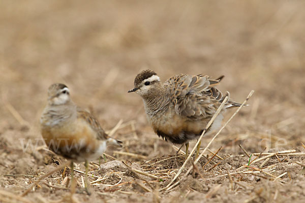 Mornellregenpfeifer (Charadrius morinellus)