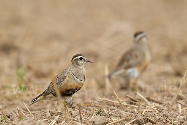 Mornellregenpfeifer (Charadrius morinellus)