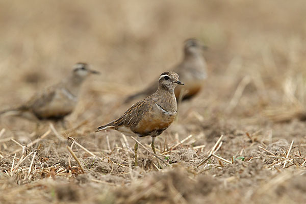 Mornellregenpfeifer (Charadrius morinellus)