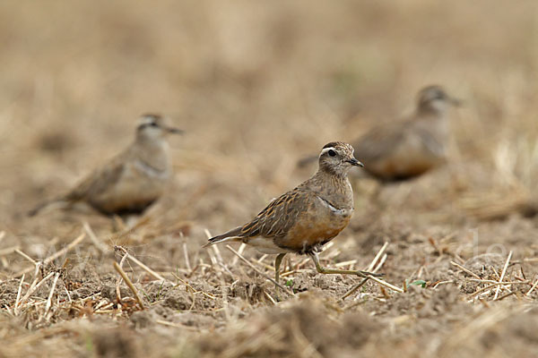 Mornellregenpfeifer (Charadrius morinellus)