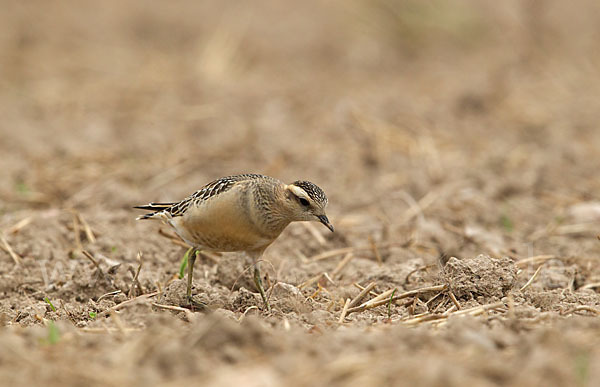 Mornellregenpfeifer (Charadrius morinellus)