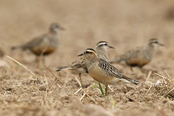 Mornellregenpfeifer (Charadrius morinellus)