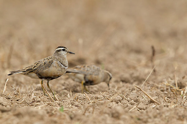 Mornellregenpfeifer (Charadrius morinellus)