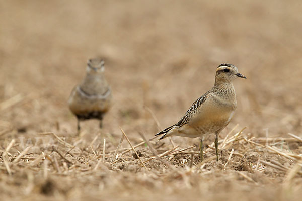 Mornellregenpfeifer (Charadrius morinellus)