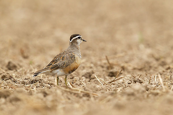 Mornellregenpfeifer (Charadrius morinellus)