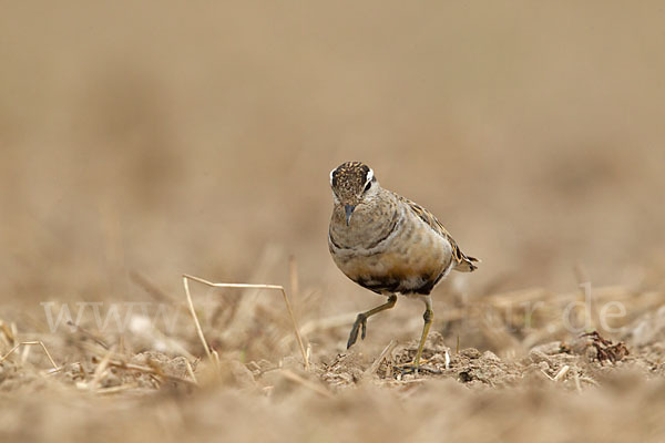 Mornellregenpfeifer (Charadrius morinellus)