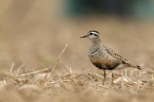 Mornellregenpfeifer (Charadrius morinellus)