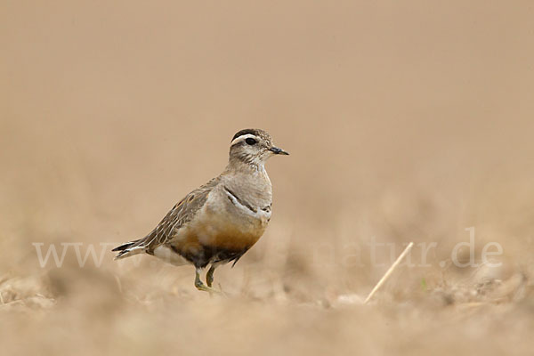 Mornellregenpfeifer (Charadrius morinellus)