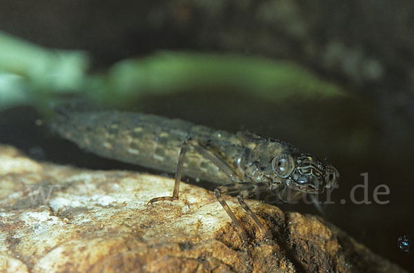 Mosaikjungfer (Aeshna spec.)