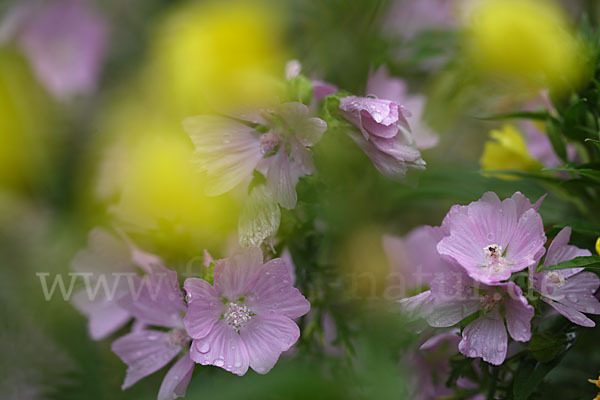 Moschus-Malve (Malva moschata)