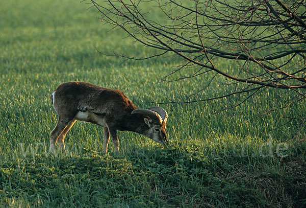 Muffelwild (Ovis ammon musimon)