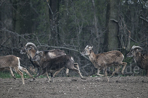 Muffelwild (Ovis ammon musimon)