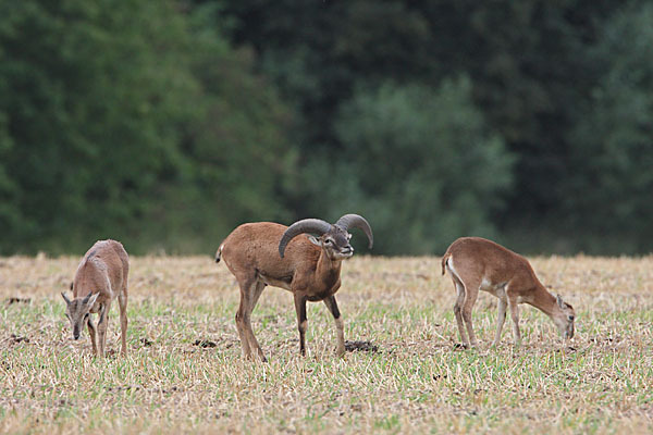 Muffelwild (Ovis ammon musimon)