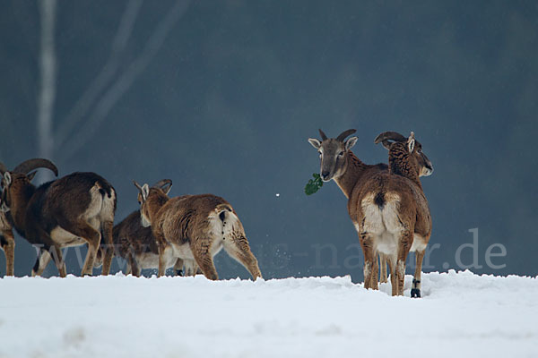 Muffelwild (Ovis ammon musimon)