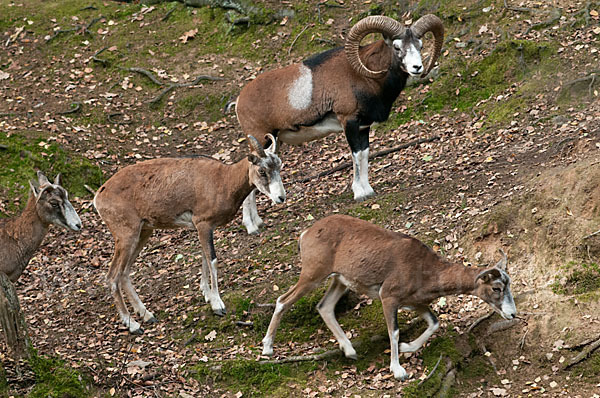 Muffelwild (Ovis ammon musimon)