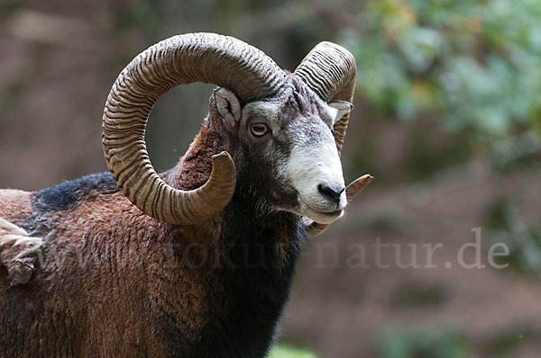 Muffelwild (Ovis ammon musimon)