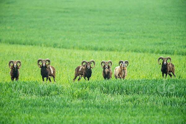 Muffelwild (Ovis ammon musimon)