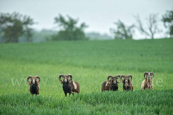 Muffelwild (Ovis ammon musimon)