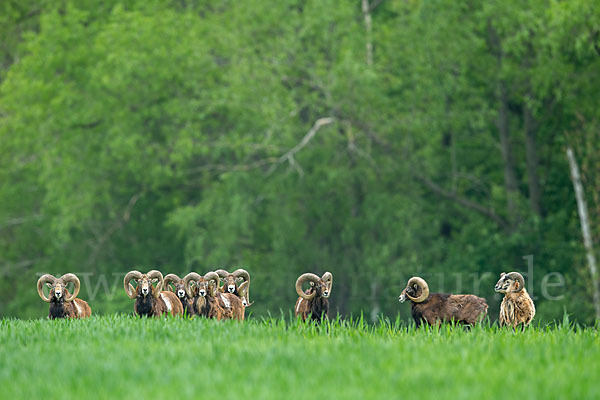 Muffelwild (Ovis ammon musimon)