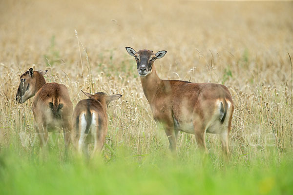 Muffelwild (Ovis ammon musimon)