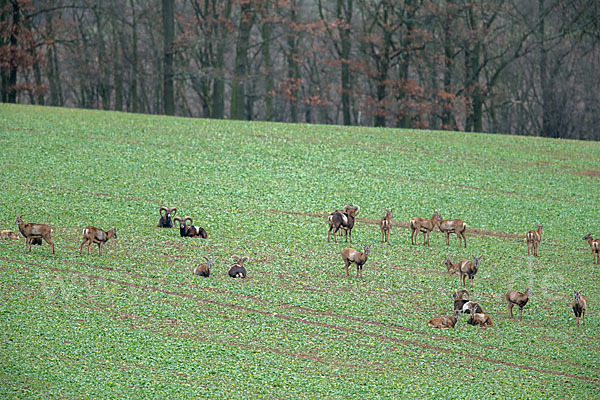 Muffelwild (Ovis ammon musimon)