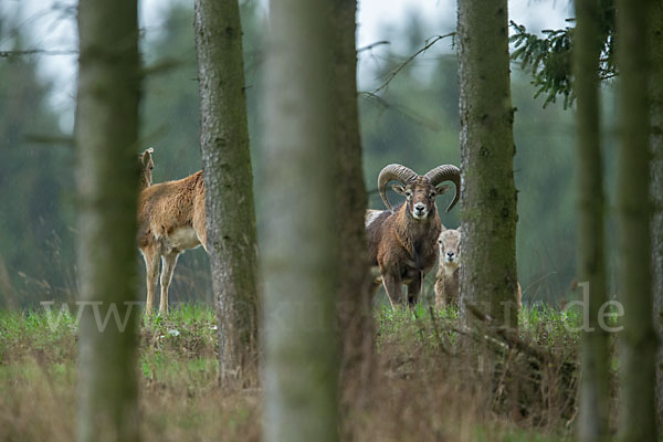 Muffelwild (Ovis ammon musimon)