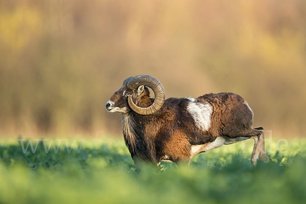 Muffelwild (Ovis ammon musimon)