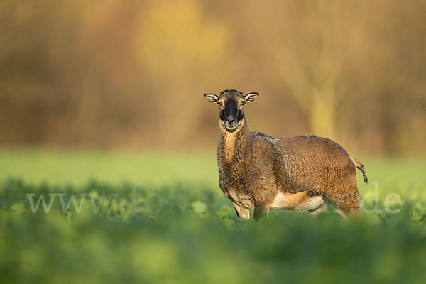 Muffelwild (Ovis ammon musimon)