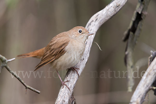 Nachtigall (Luscinia megarhynchos)