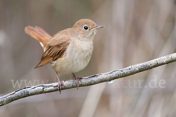 Nachtigall (Luscinia megarhynchos)