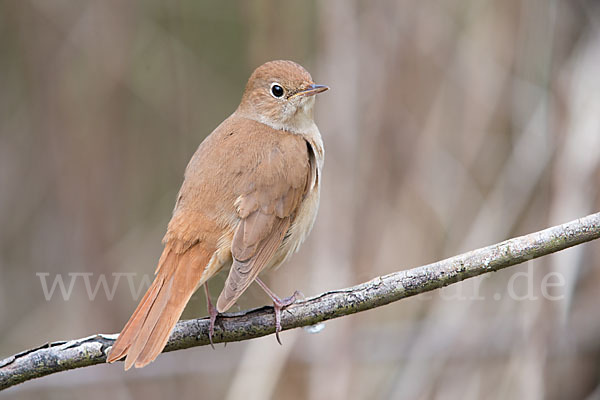 Nachtigall (Luscinia megarhynchos)