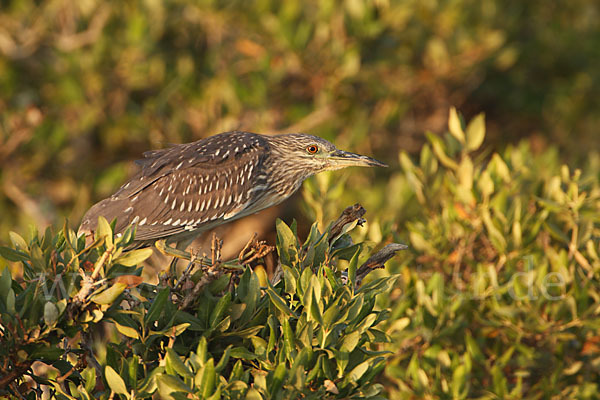 Nachtreiher (Nycticorax nycticorax)