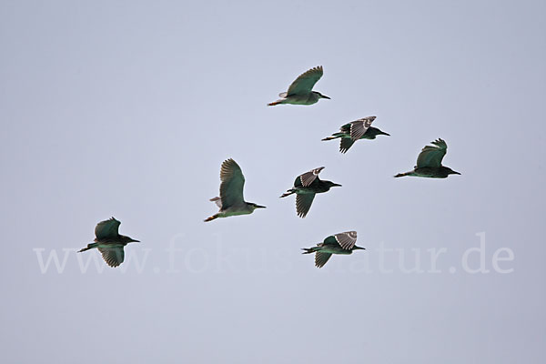 Nachtreiher (Nycticorax nycticorax)