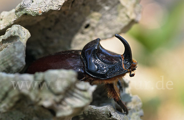 Nashornkäfer (Oryctes nasicornis)