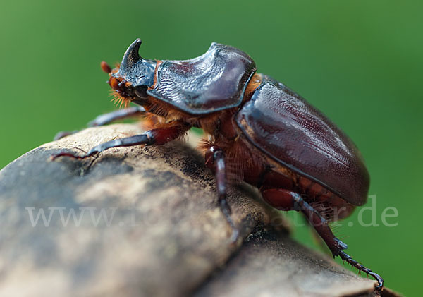 Nashornkäfer (Oryctes nasicornis)