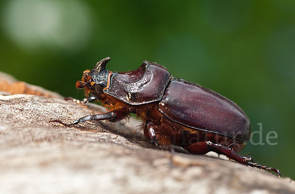 Nashornkäfer (Oryctes nasicornis)