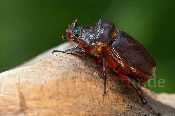 Nashornkäfer (Oryctes nasicornis)