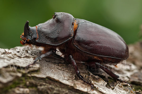 Nashornkäfer (Oryctes nasicornis)